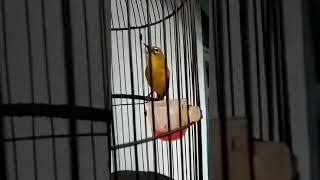 Pelci Raja Kunti tembakan mematikan