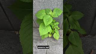 깻잎 🍃은 영어로 sesame leaf 아니라 ㅇㅇㅇ!