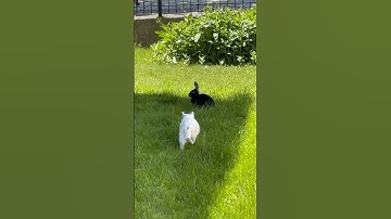 Cat and Bunny Play Funny pets #cats #rabbits #shorts #funny