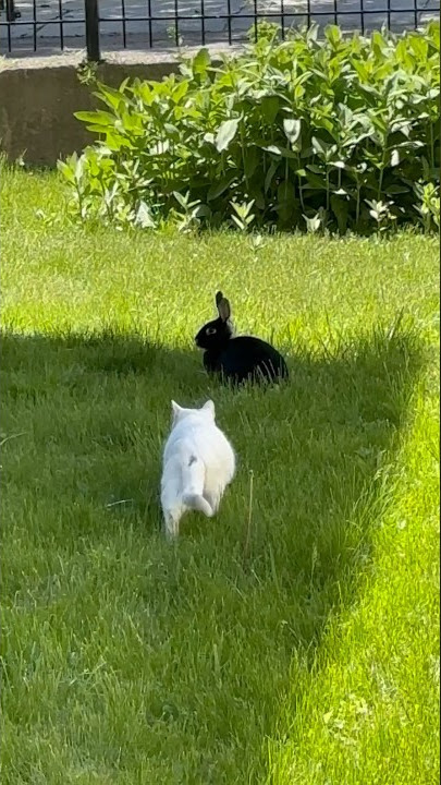Cat and Bunny Play Funny pets #cats #rabbits #shorts #funny