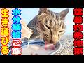 【猛暑 サウナ状態】暑さと戦う猫たちに水分補給とご飯をあげると・・・ さくらねこたちへのエサやり【視聴だけでも猫たちを助けることになります】支援者様 視聴者様 猫たちに神のご加護を！野良猫の感動猫動画