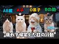 血液型別😽疲れて帰宅した日の行動を観察👀【クジラさん🐳】