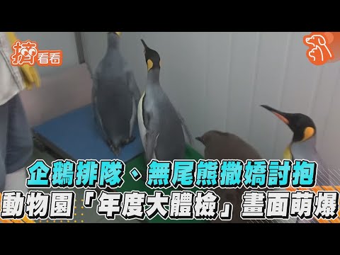企鵝排隊.無尾熊撒嬌討抱 動物園「年度大體檢」畫面萌爆｜TVBS新聞｜擠看看