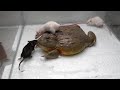 Giant african bullfrog eats adult mice warning live feeding