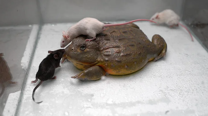 Giant African Bullfrog eats adult mice. Warning live feeding!!! - DayDayNews