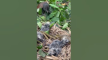 Chim bìm bịp tha rắn về tổ #birds #hunterbird #수초어항 #snake #cobra #cute
