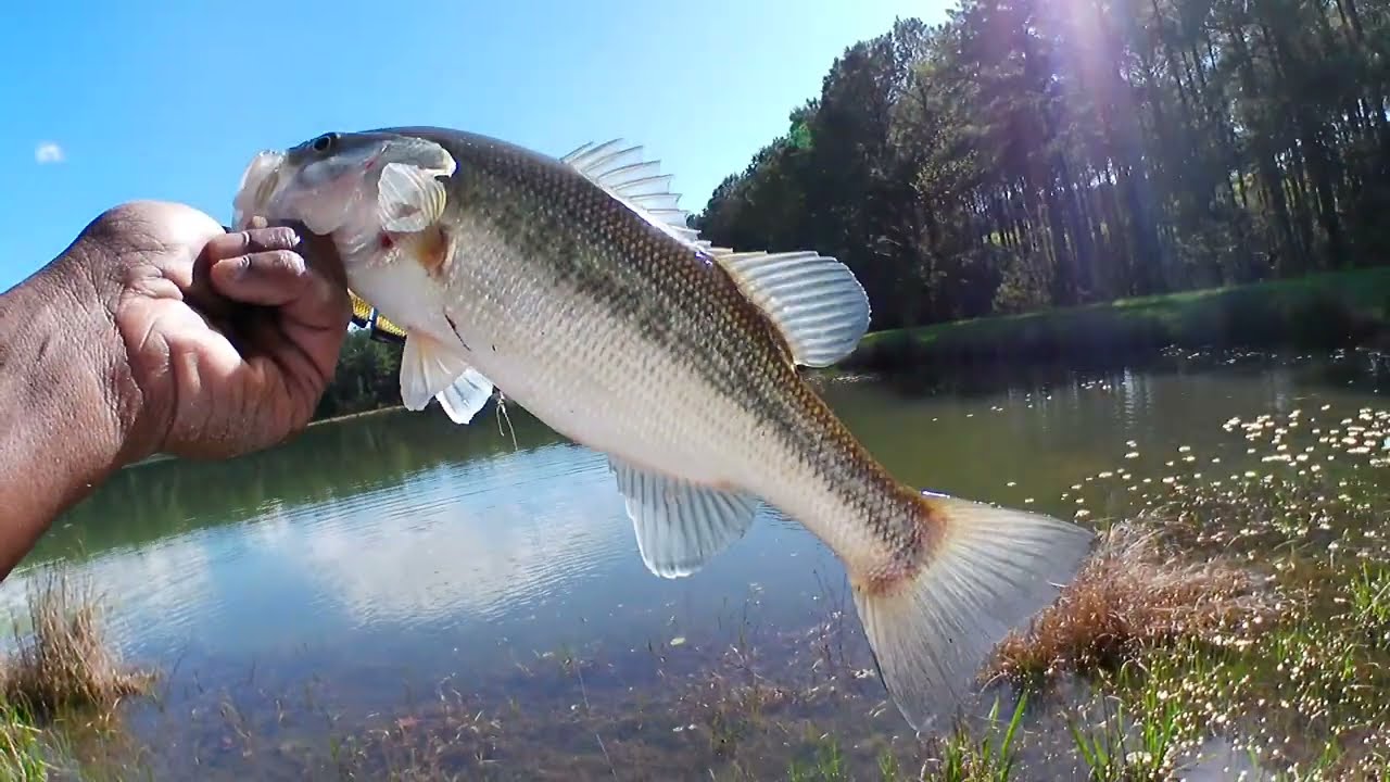 Bass Fishing Compilation Topwater & Plastic Worm❗Nothing But Action🔥❗🔥❗Music by @FittedHatMinistry