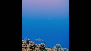 Scuba diving