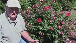 Rose True Bloom™ True Passion - Update // LOOK what happened to the BEST Performing Rose We Grow!