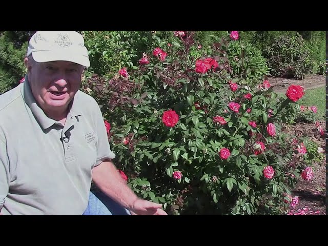 Rose True Bloom™ True Passion - Update // LOOK what happened to the BEST Performing Rose We Grow!