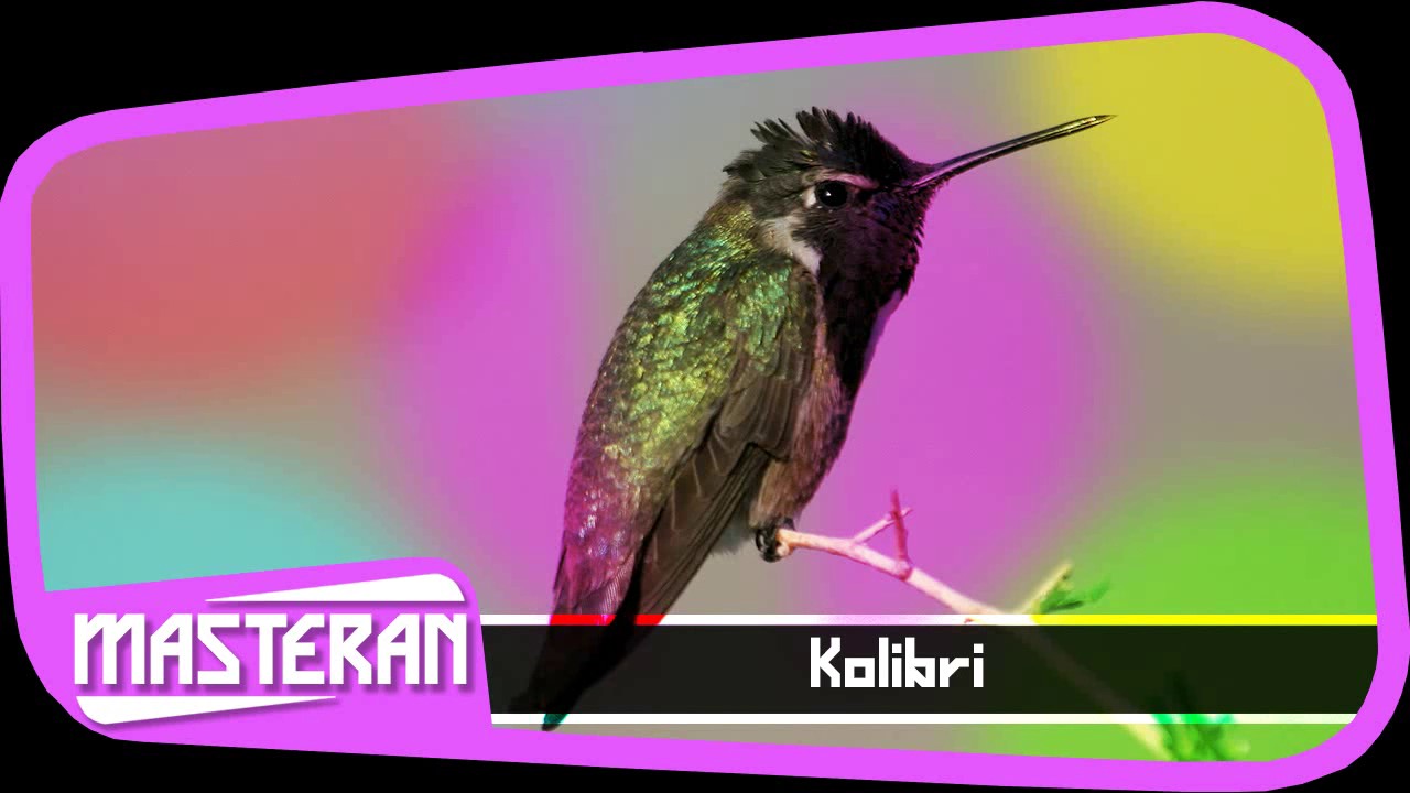 MASTERAN DURASI PANJANG | Ocehan Suara Burung Kolibri 12 