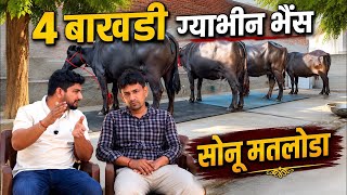 97 हजार में 18 किलो की बाखडी 4 ग्याभीन व बाखडी भैस Sonu Bhai Dairy Farm ✅