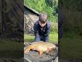 Carp at wyre parks | #fishing #carp #carpfishing #fish #wyreside #wyreparks #bigfish #howtofish