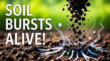 This Forgotten Manure Trick Brings Soil Back to Life Overnight!