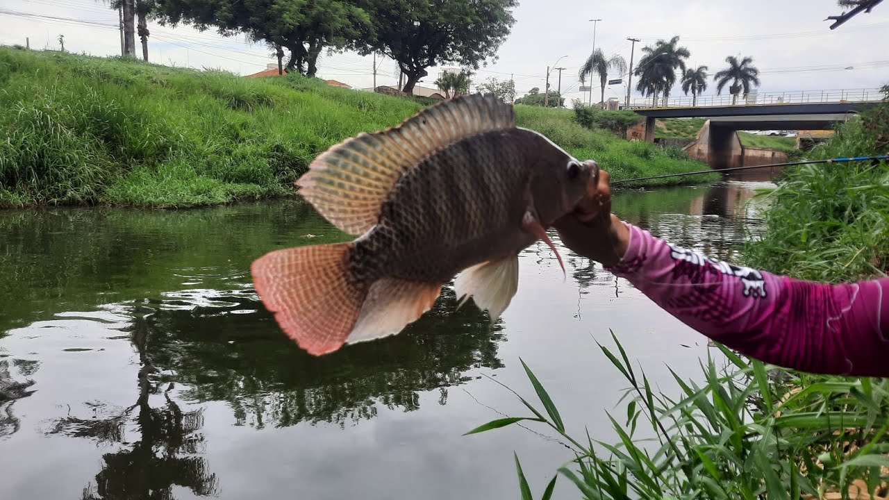 Não dá pra acreditar no tanto de tilapias que tem nesse lugar🐟🐟.