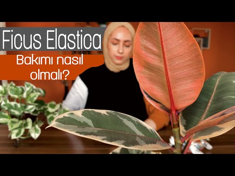 Ficus Elastica Belize (Pembe Kauçuk) Bakımı ile İlgili Tüyolar