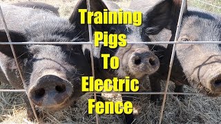 (re) Training Pigs to Electric Fence