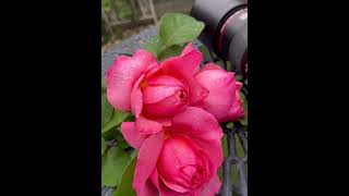 Using My Macro Againmybeautifulroses