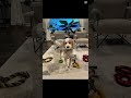 My dog core |CapCut template credit: mwahmilla #bernedoodle #puppy #dog #cute #trynottolaugh