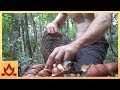 Primitive Technology: Making poisonous Black bean safe to eat (Moreton Bay Chestnut)