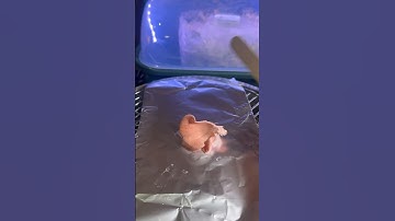 Spore print pink oyster mushroom #mushrooms