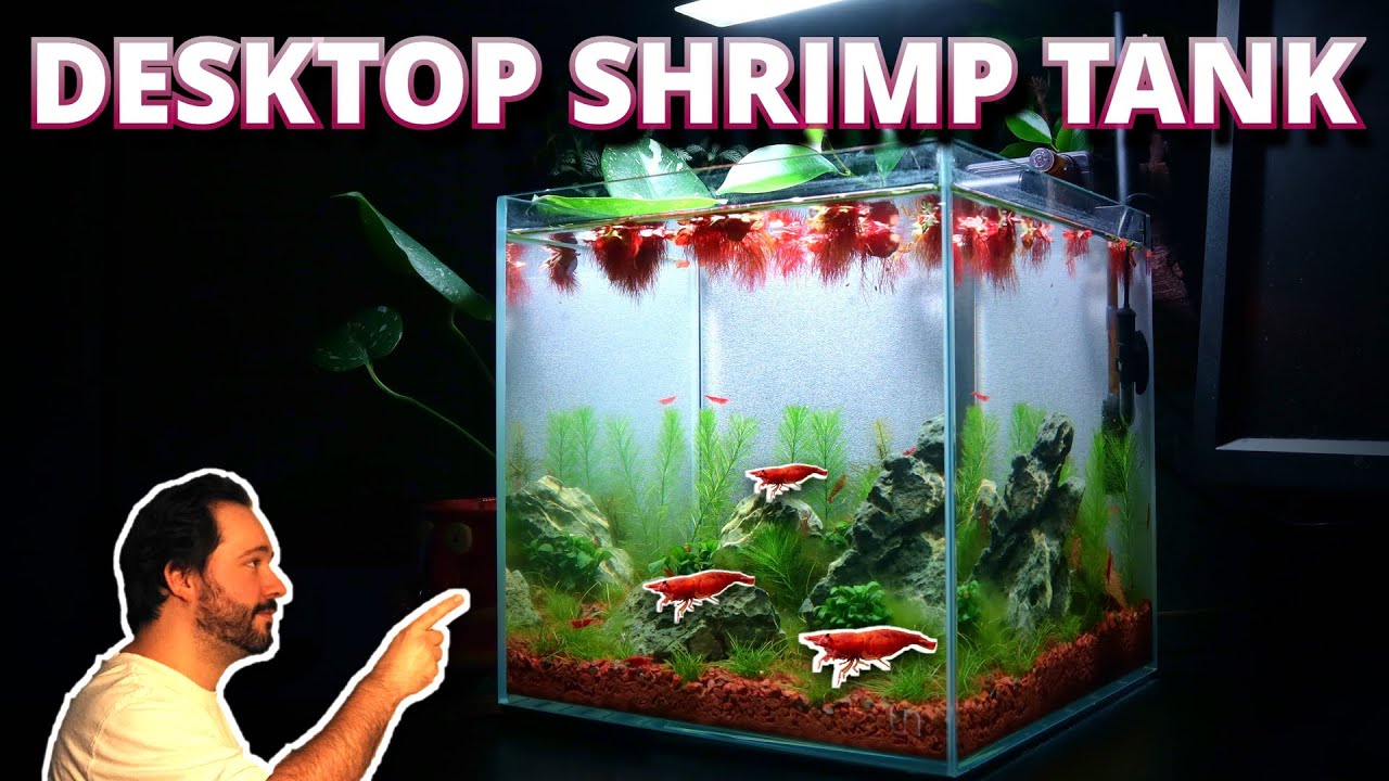 Я установил МАЛЕНЬКИЙ АКВАРИУМ ДЛЯ КРЕВЕТОК на своем столе. Вот как!