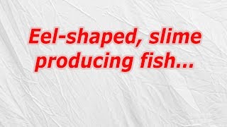 Eel shaped, slime producing fish (CodyCross Crossword Answer)