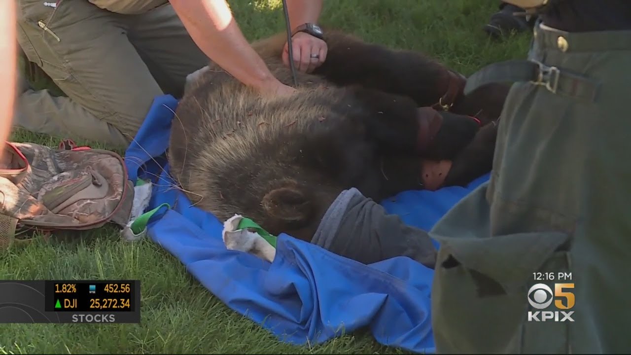 Wayward 100-Pound Black Bear Captured On UC Davis Campus - YouTube