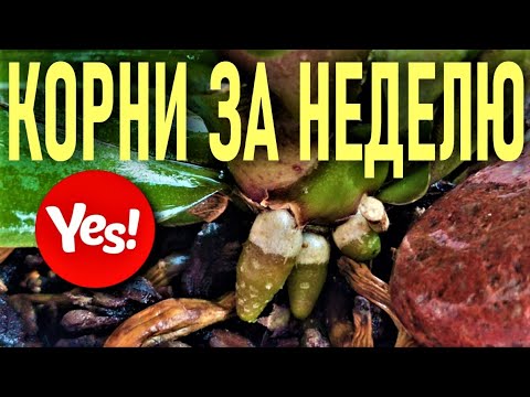 ВЫМАНИТЬ КОРНИ У ОРХИДЕИ ЗА НЕДЕЛЮ!  ВСЕГО ОДНА ОБРАБОТКА! ЭФФЕКТ ОШЕЛОМЛЯЕТ! АЛОЭ ДЛЯ ОРХИДЕЙ 100!