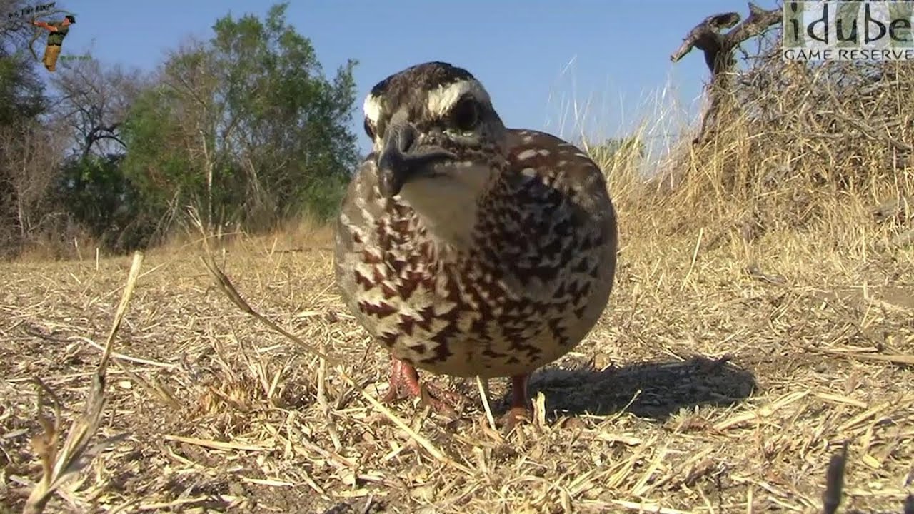 Crested Francolin 