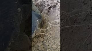 I Did Not Expect This - Metal Detecting Oregon and Beyond!
