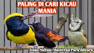 BERANI PERIH !!! ISIAN SULTAN PALING DI CARI | Masteran Para Jawara | Full Variasi 1 Jam