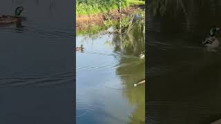 Подхоз в хозяйстве🦆🦆🦆
