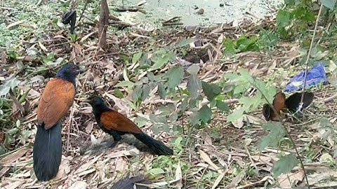 trapped coucal birds#releasedbyme#youtube#viral#video#amazing#1m#4k#trendingshorts#lmkoley