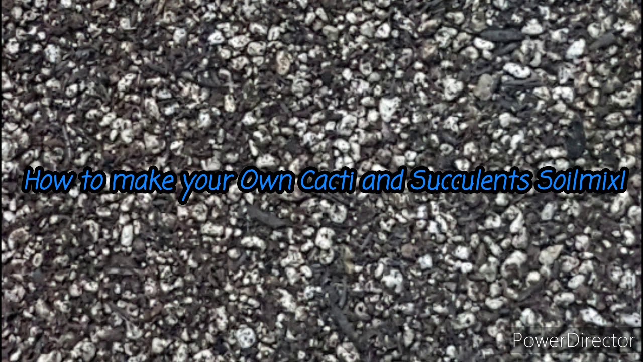 How To Make Your Own Cactus and Succulent Soilmix - YouTube
