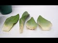 Sansevieria Moonshine (Snake Plant) Propagation by Leaf Cuttings