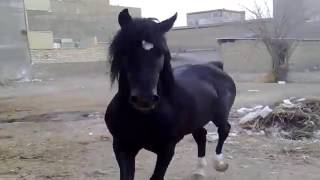 КРАСИВЫЙ АРАБСКИЙ КОНЬ / BEAUTIFUL ARABIAN HORSE 🐎 🐎 🐎 КРАСИВЫЙ АРАБСКИЙ КОНЬ / BEAUTIFUL ARABIAN HORSE 🐎 🐎 🐎