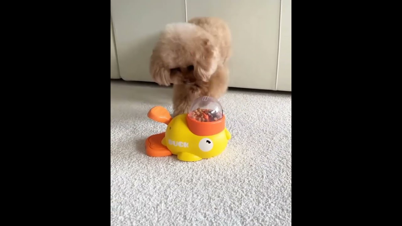 This Girl Brought A Food Machine For Her Beloved Dog Dogs