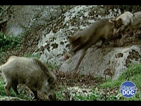 Live or die; a documentary that you cannot miss about the drama of the game of life (2022)