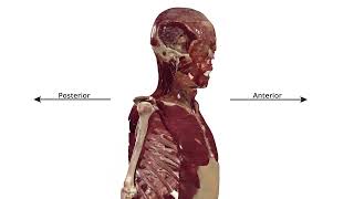 Visualize Real Anatomy in 3D: Anatomical Planes in 3D