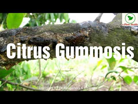 วีดีโอ: Rio Grande Gummosis – การรักษาต้นส้มด้วยโรค Rio Grande Gummosis