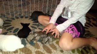 Bunny Whisperer