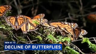 First national analysis finds America's butterflies are disappearing at catastrophic rate