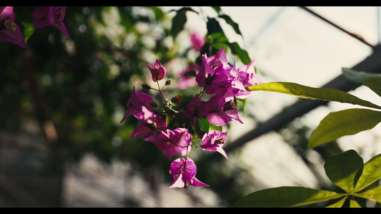 川崎市緑化センター  2026/01/12 LUMIX S1RII x BRAW Cinematic 8K動画