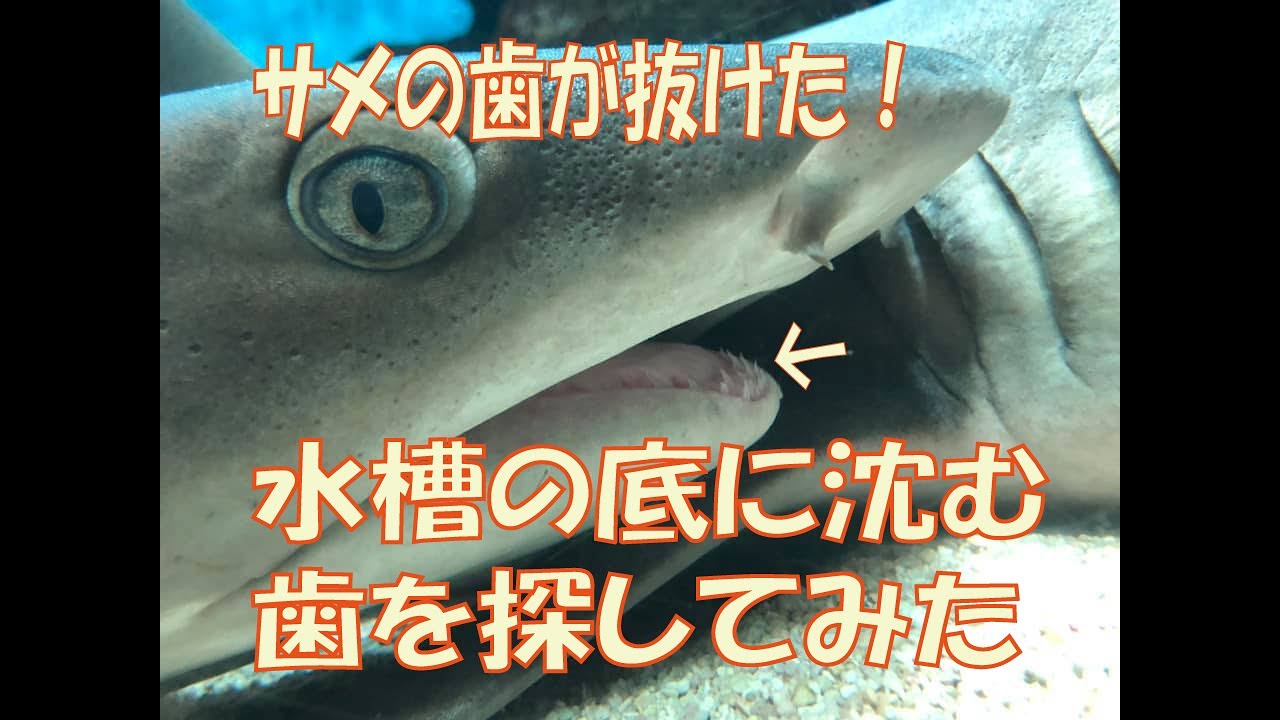 ネムリブカの歯を探してみた - YouTube