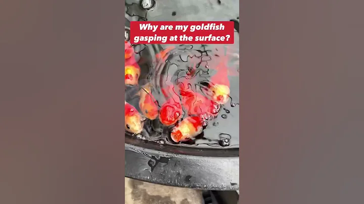 Why are my goldfish gasping?