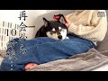 お姉ちゃんが帰ってきた！大喜びした後、安心して眠る柴犬が愛おしい（№155）