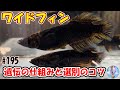 好きなメダカをワイドフィンに♪【遺伝の仕組みと選別のコツ！】＃１９５ ～美心めだか～