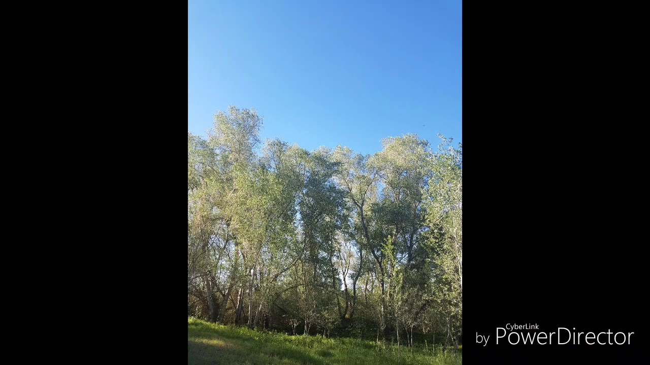 XOPERA / BOSQUE DE RIBERA / ALGEMESÍ