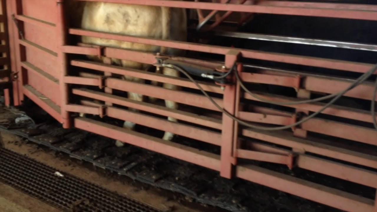 Double D Cattle Mats - Quick Glimpse